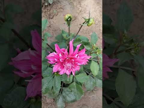 Dahlia flower 2023.