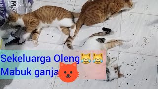 Download lagu sekeluarga kucing Mabuk Ganja😹😹😁 kenangan catnipParty #catnip #cat  #funnycats #cutecat mp3