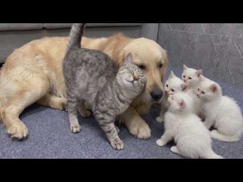 YouTube 썸네일
