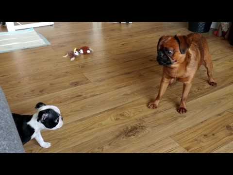Brussels Griffon / Boston Terrier