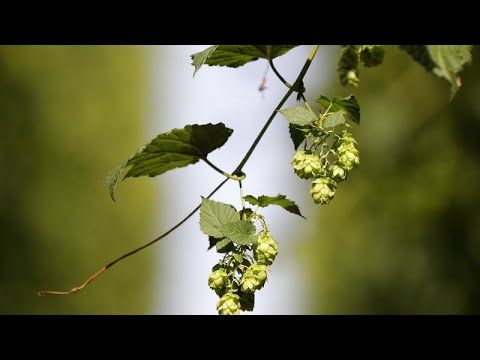 Beginn der Hopfenpflücksaison in Tschechien, Landwirte erwarten gute Ernte