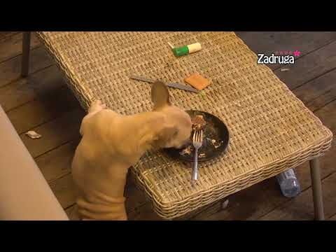 Zadruga 5 - Pablo jede tortu - 22.09.2021.