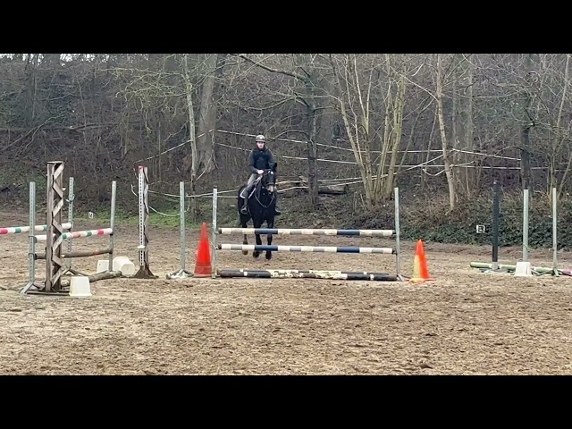 Jolie jument KWPN de 11 ans, +- 1m68