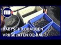 Vrijwilligers laten 10.000 babyschildpadden los op Bali | NU.nl
