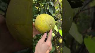 Download lagu Sweet Grapefruit #fruit #fruitcutting #grapefruit #shorts #foryou mp3 Download lagu Sweet Grapefruit #fruit #fruitcutting #grapefruit #shorts #foryou mp3