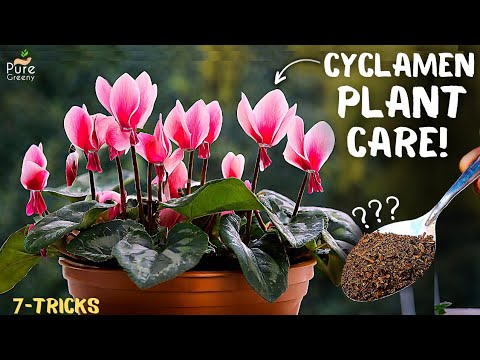 Cyclamen Plant Care Tips For Maximum Blooming! (7-Tricks)