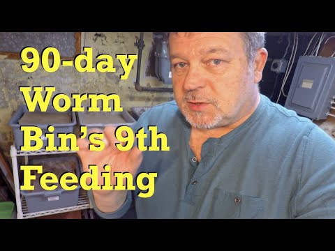 90-day red wiggler worm bin's big 9th feeding - vermicompost