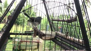 Download lagu Murai buluh anok bitik 2021 #matlapu mp3 Download lagu Murai buluh anok bitik 2021 #matlapu mp3