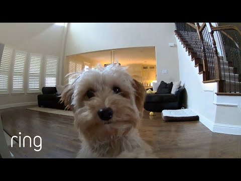 Mini Goldendoodle Puppy Gives Her Pet Dad Kisses on a Ring Cam｜RingTV