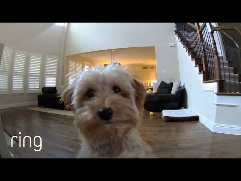 YouTube video about: Should I talk to my dog through camera?