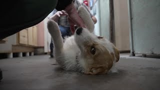 Small Montana shelter breaks adoption record: 1,000+ dogs find homes