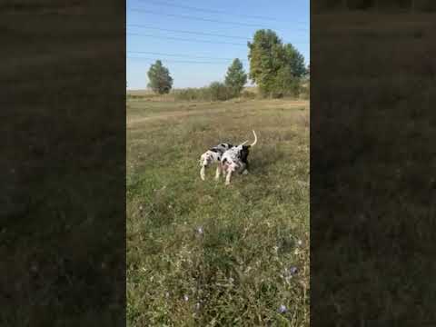 Deutsche Dogge Welpe kaufen