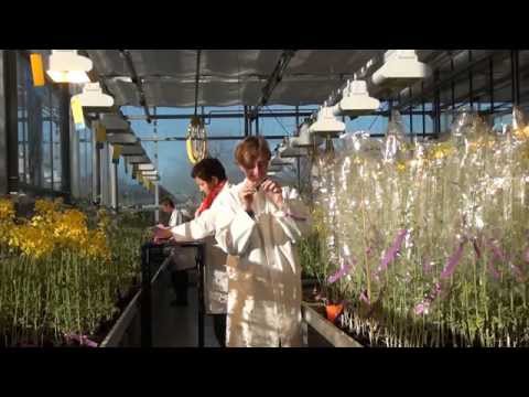 Oilseed rape - an innovative high-tech product