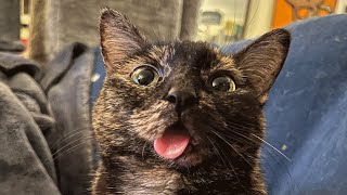Dog person reluctantly adopts a cat. See how that turned out.