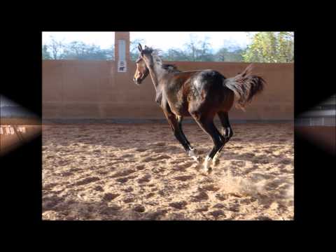 Ganderon v. Grey Flanell x Weyden