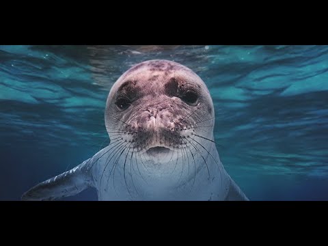 Sur la trace des derniers phoques moines de Méditerranée