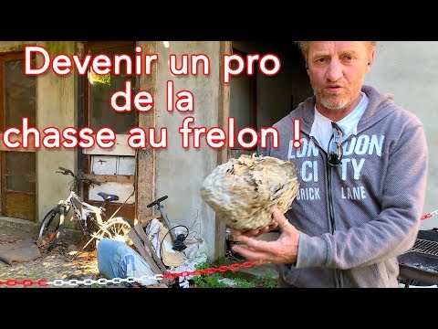 Become a hornet hunting pro!