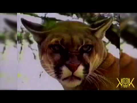 Amazonas - Kalamarka