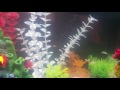 Platy Babies 10gal Tank