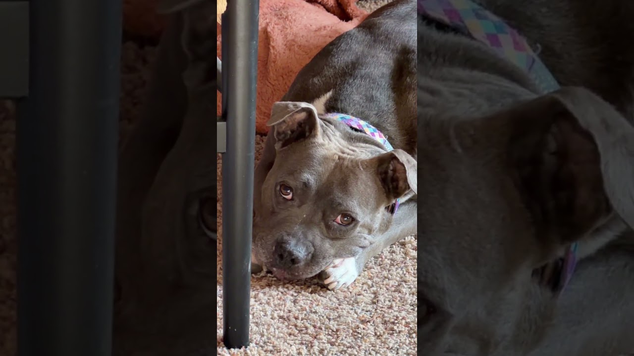 Enlarge HAM, a Adoptable mixed breed in Philadelphia, PA video 6/6