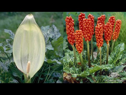 Baštenska kala ili kozlac, dekorativna ali otrovna biljka od koje se pravi lek za tumor