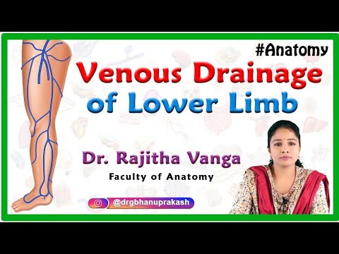 Venous Drainage of Lower Limb : Gross anatomy