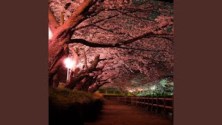 Yozakura -Cherry blossoms at night-