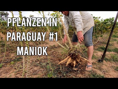 , title : 'Maniok Anbau für den Eigenbedarf & Tierfutter | Pflanzen im Chaco Paraguay #1'
