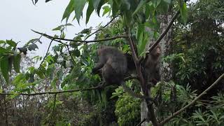 Monkeys Eating in the Treetops at Sun Moon Lake, Taiwan - 巧遇日月潭之猴