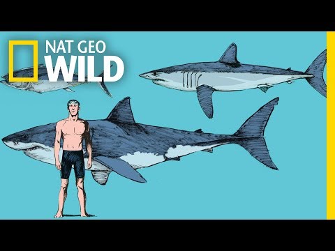 What Makes Mako Sharks the Fastest Sharks in the Ocean? | Nat Geo Wild