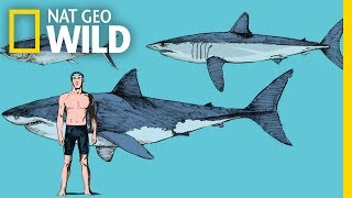 Download lagu What Makes Mako Sharks the Fastest Sharks in the Ocean? | Nat Geo Wild mp3