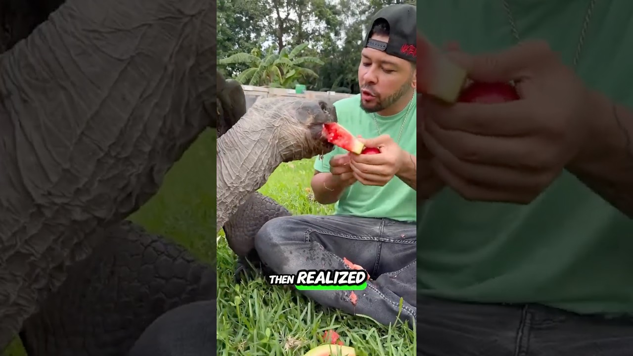 “Giant Turtle Steals Watermelon from Man 🐢🍉😂