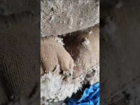 Brown Seeded Kapok Silk Cotton semal ilavampanju, For Filling Material