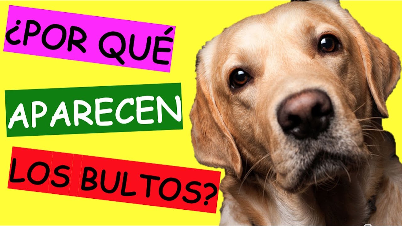 Watch Mi Perro TIENE UN BULTO al lado de sus COSTILLA y CUELLO Now Mi Perro TIENE UN BULTO al lado de sus COSTILLA y CUELLO