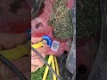 Does The Mower Deck Clean Out Actually Work