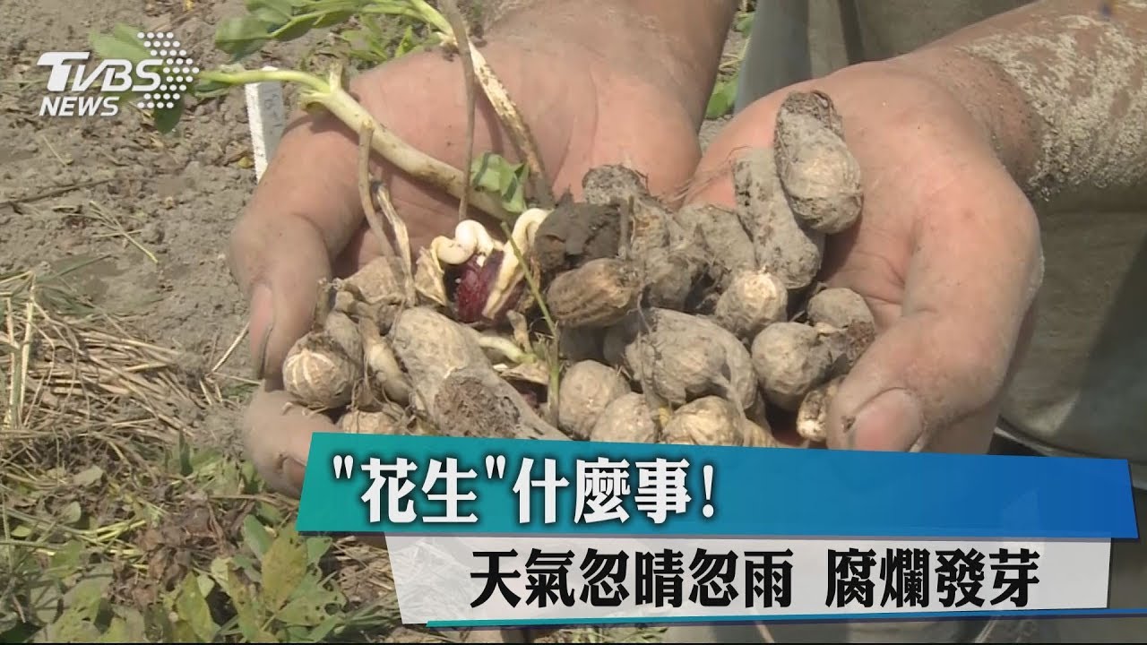 「花生」什麼事! 天氣忽晴忽雨腐爛發芽