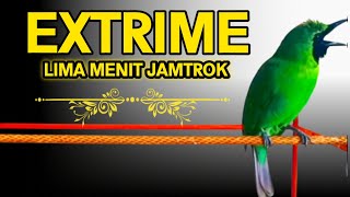 Download lagu Masteran Dan Terapi Cucak Ijo Drop Mental,Birahi Melet & Macet Bunyi Dengar ini Auto Langsung Nyaut. mp3 Download lagu Masteran Dan Terapi Cucak Ijo Drop Mental,Birahi Melet & Macet Bunyi Dengar ini Auto Langsung Nyaut. mp3