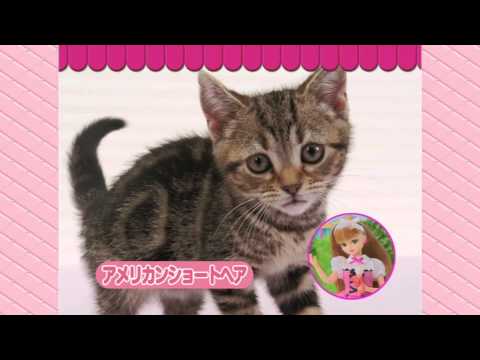 リカちゃん おしゃれペットショップ「ペットショップのおしごとレポート」 licca