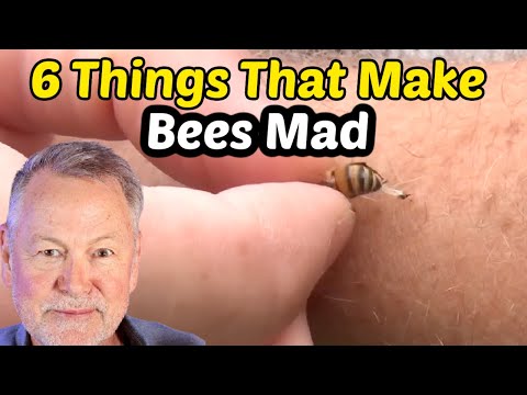 Beekeeping: Avoiding Making Your Bees Mad & Avoiding Stings