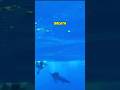 What The Heck 🫣 Who S Spearing Who Blue Marlin Vs Man Crazy Rumble In The Oceans