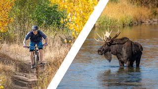 The Best Day Ever / Moose Rut x Mountain Biking in Sun Valley, ID