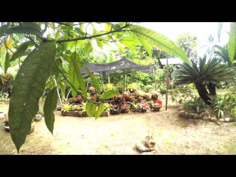 Kadi Da Kamo Caraga!