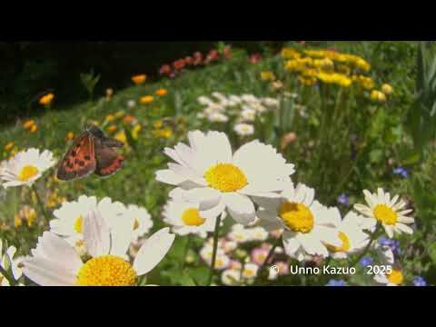 ベニシジミの飛翔33倍スローモーション