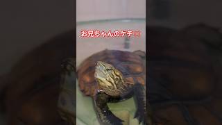 自転車はルールを守って安全運転🐢#short#亀#ウンキュウ#かめ#動物#ペット#可愛い#自転車#ルール#爬虫類#爆笑#動画#ウケる #turtle #癒し #流行る#バズる#安全運転#面白い#楽しい
