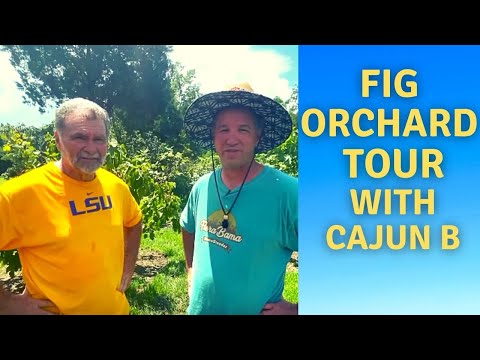 Huge Fig Orchard Tour! | CajunB |  Rare and Exotic Fig Collection