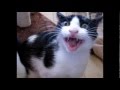 Sensational Gianni The Cat
