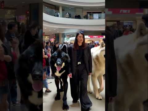 Training my dire wolves to like people🐺😈🐺 #direwolves #wolf #wolves #pets #pet #dogs #fyp #reels