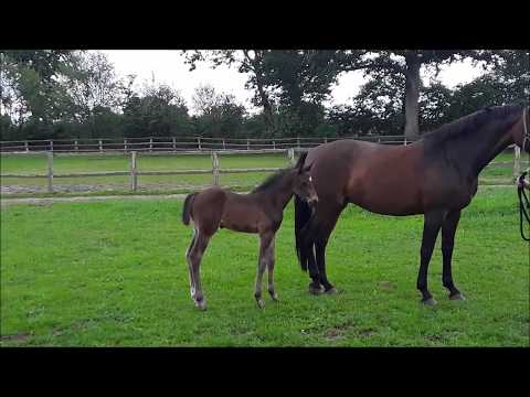 Hengstfohlen Diarado-Lasino