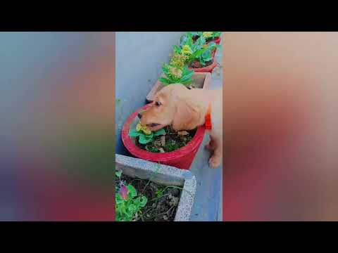 Memories magic ki☺ 🐶