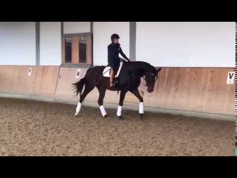 Skippy G - 3jährige Stute von Spörcken aus Dorina B von Don Crusador